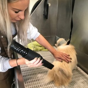 Small dog blow drying